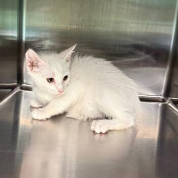 River 7404 -  American Shorthair Cat for Adoption in Hamilton, Georgia - River 7404 | PetCurious