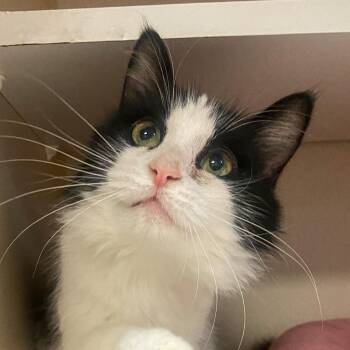 Tofu -  Domestic Medium Hair Cat for Adoption in Port Charlotte, Florida - Tofu | PetCurious
