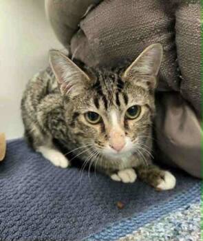 Rescue Domestic Short Hair Cats for Adoption in Atlanta, Georgia - Qamar | PetCurious