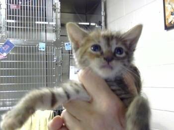 A186370 -  Domestic Short Hair Cat for Adoption in Pasadena, Texas - A186370 | PetCurious