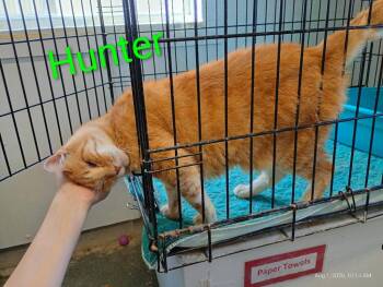 Hunter -  Domestic Short Hair Cat for Adoption in Saint James, Minnesota - Hunter | PetCurious