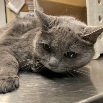 Nosey -  Domestic Short Hair Cat for Adoption in Pasadena, California - Nosey | PetCurious