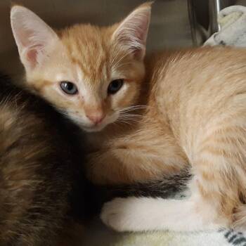 Sprout -  Domestic Short Hair Cat for Adoption in Spokane, Washington - Sprout | PetCurious