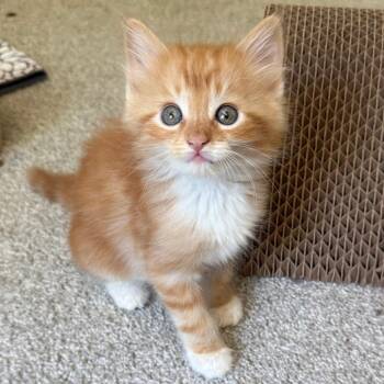26-181 Schweppes -  Domestic Long Hair Cat for Adoption in North Branford, Connecticut - 26-181 Schweppes | PetCurious