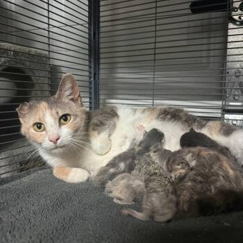 Crinkle -  Domestic Short Hair Cat for Adoption in Beulaville, North Carolina - Crinkle | PetCurious