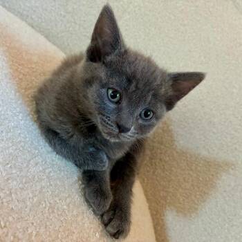 Tootles -  Domestic Short Hair Cat for Adoption in Kanab, Utah - Tootles | PetCurious