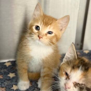 Grapefruit -  Domestic Short Hair Cat for Adoption in Spring Hill, Kansas - Grapefruit | PetCurious