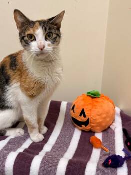 Vanna -  Domestic Short Hair Cat for Adoption in Fall River, Massachusetts - Vanna | PetCurious