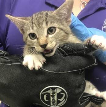 Domestic Short Hair Cats Available for Adoption in Conroe, Texas - A428392 | PetCurious