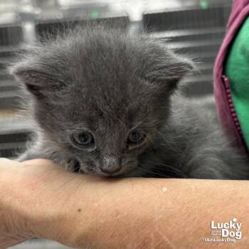 Domestic Short Hair Cats Available for Adoption - Kally | PetCurious