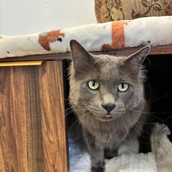 Bart -  Domestic Long Hair Cat for Adoption in Park City, Utah - Bart | PetCurious