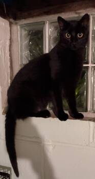 Gregory26 -  Domestic Short Hair Cat for Adoption in Milwaukee, Wisconsin - Gregory26 | PetCurious