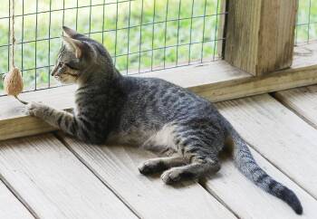 Rescue Domestic Short Hair Cats for Adoption in North Fort Myers, Florida - Tiger | PetCurious