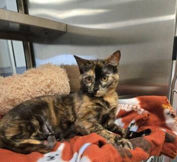 Domestic Short Hair Cats Available for Adoption - Salisbury | PetCurious