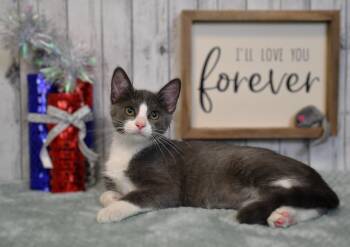 Devon -  Domestic Short Hair Cat for Adoption in Roanoke, Texas - Devon | PetCurious