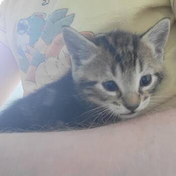 Locke -  Domestic Short Hair Cat for Adoption in Redmond, Washington - Locke | PetCurious