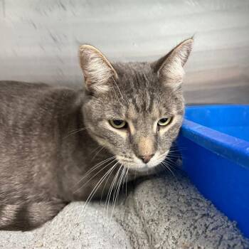 Teddy -  Domestic Short Hair Cat for Adoption in Casa Grande, Arizona - Teddy | PetCurious