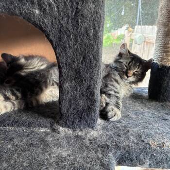Scrump -  Domestic Medium Hair Cat for Adoption in York, Pennsylvania - Scrump | PetCurious