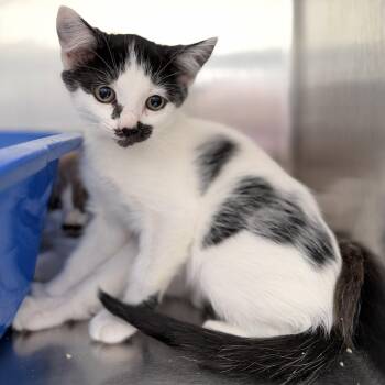 Soledad (bonded w/ Helena) -  Domestic Short Hair Cat for Adoption in Oakland, California - Soledad (bonded W/ Helena) | PetCurious