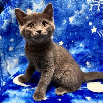 Domestic Short Hair Cats Available for Adoption in Waterloo, Iowa - Canary | PetCurious