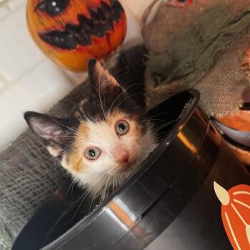 Classic Carol -  Domestic Short Hair Cat for Adoption in Belleville, Illinois - Classic Carol | PetCurious