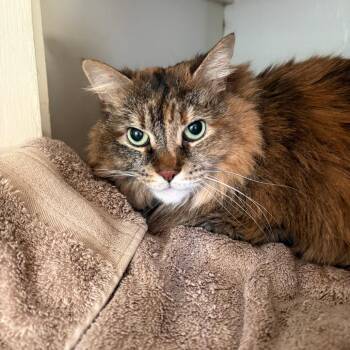 Domestic Long Hair Cats Available for Adoption in Lynchburg, Virginia - Kiki | PetCurious