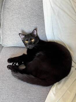 Lizzie -  Domestic Short Hair Cat Available for Adoption in San Francisco, California - Lizzie | PetCurious