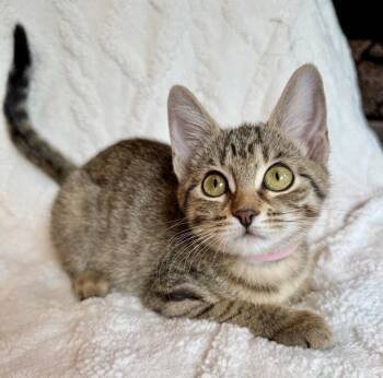 Amber E -  Domestic Short Hair and Tabby Cat for Adoption in Frisco, Texas - Amber E | PetCurious