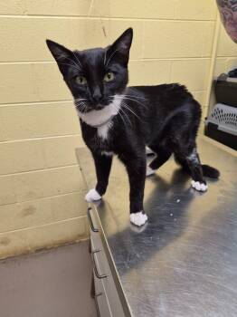 Rescue Domestic Medium Hair Cats for Adoption in Crossville, Tennessee - Bronco | PetCurious
