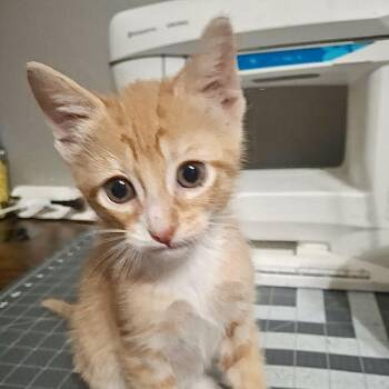 Halsin -  Domestic Short Hair Cat for Adoption in Denison, Texas - Halsin | PetCurious
