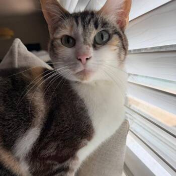 Domestic Short Hair Cats Available for Adoption in Enterprise, Alabama - Lilo | PetCurious