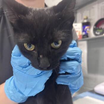 Willow -  Domestic Short Hair Cat for Adoption in Summerville, South Carolina - Willow | PetCurious