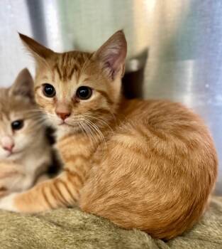 Lucas -  Domestic Short Hair Cat for Adoption in Danielsville, Georgia - Lucas | PetCurious