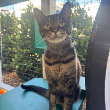 Smokey -  Domestic Short Hair Cat for Adoption in Buellton, California - Smokey | PetCurious