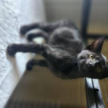Rescue Domestic Short Hair Cats for Adoption in Cosby, Tennessee - Doc | PetCurious