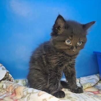 Ragnar -  Domestic Medium Hair Cat for Adoption in North Battleford, Saskatchewan - Ragnar | PetCurious