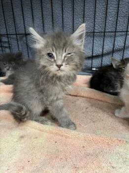BEAST -  Domestic Long Hair Cat Available for Adoption in Tracy, California - BEAST | PetCurious
