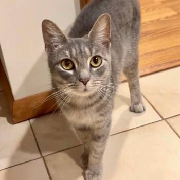 Domestic Short Hair Cats Available for Adoption - Lez | PetCurious
