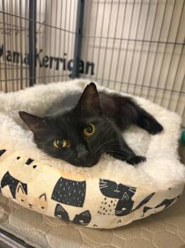 Satin -  Domestic Long Hair Cat for Adoption - Satin | PetCurious