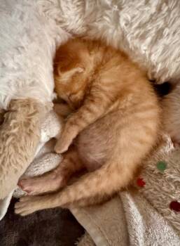 Sullivan -  Domestic Medium Hair Cat for Adoption in Leonardtown, Maryland - Sullivan | PetCurious