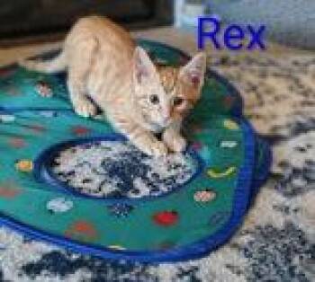 Rex -  Domestic Short Hair Cat for Adoption in Newport, Kentucky - Rex | PetCurious