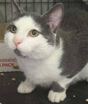 Pebbles -  Domestic Short Hair Cat for Adoption in Westfield, Massachusetts - Pebbles | PetCurious
