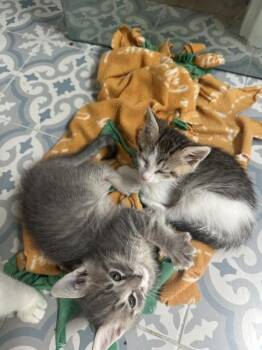 Comet -  Domestic Short Hair Cat for Adoption in Austin, Texas - Comet | PetCurious