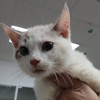 Rescue Domestic Short Hair Cats for Adoption in Dickinson, Texas - Debbie | PetCurious