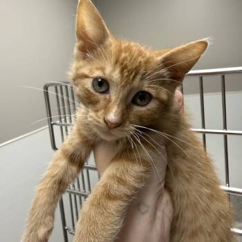 Rescue Domestic Short Hair Cats for Adoption in Detroit Lakes, Minnesota - Toblerone | PetCurious