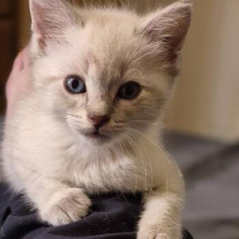 COTTONBALL -  Domestic Short Hair Cat for Adoption in San Antonio, Texas - COTTONBALL | PetCurious