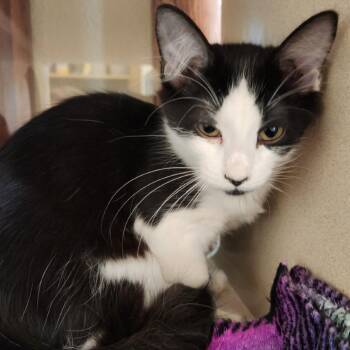 Mona Lisa -  Domestic Short Hair Cat for Adoption in Reno, Nevada - Mona Lisa | PetCurious
