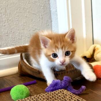 Domestic Medium Hair and Domestic Short Hair Cats Available for Adoption in San Antonio, Texas - Numa | PetCurious