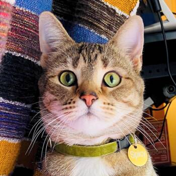 Spicie -  Domestic Short Hair Cat for Adoption in Santa Fe, New Mexico - Spicie | PetCurious