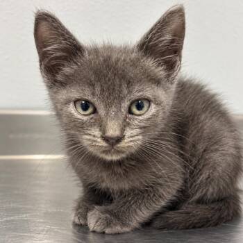 Yarrow 30 -  Domestic Short Hair Cat for Adoption in Austin, Texas - Yarrow 30 | PetCurious